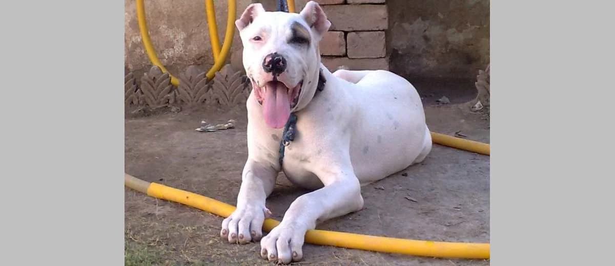 Foto van de Bully Kutta