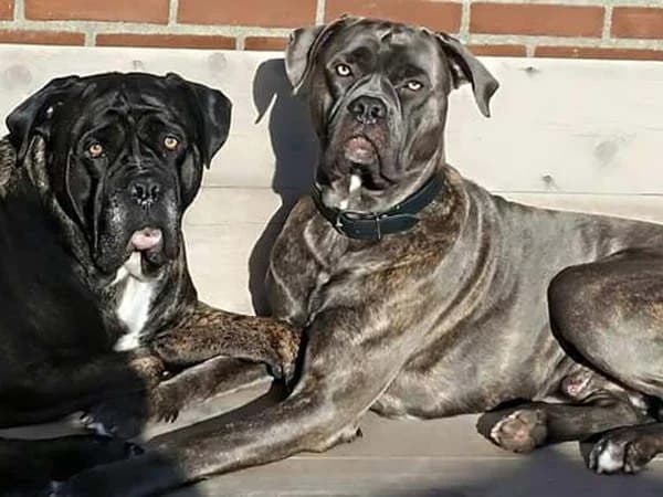 Max en Wodan
