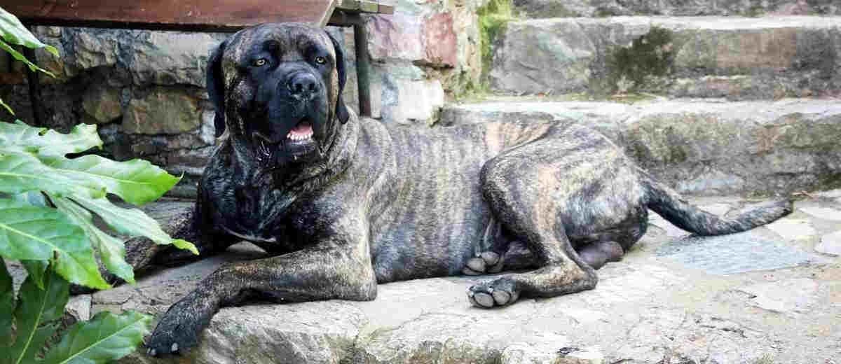Foto van de Cane Corso