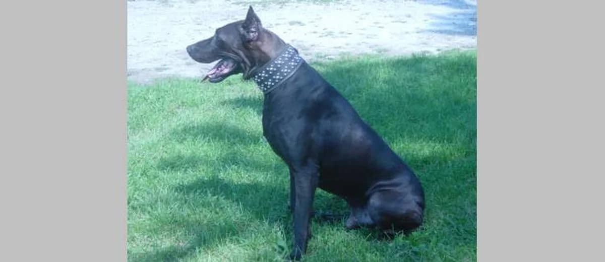 Foto van de Canis Panther