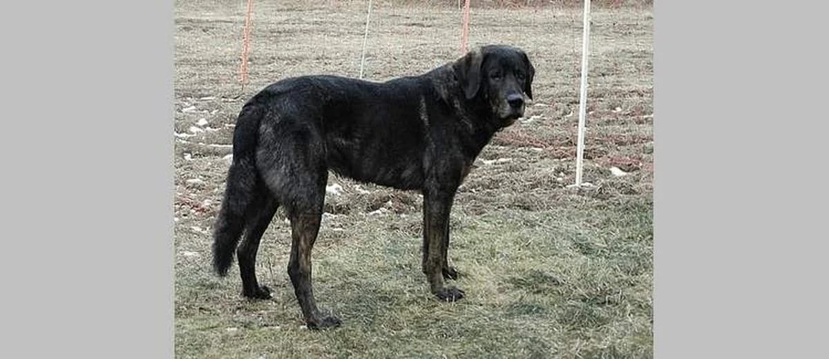 Foto van de Cao de Castro Laboreiro