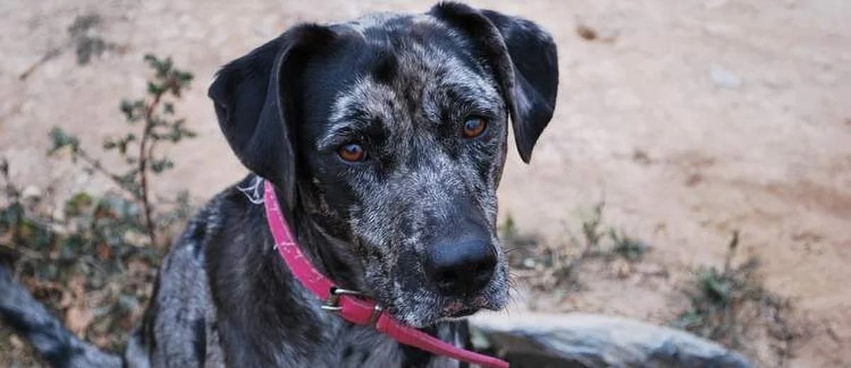 Foto van de Catahoula Leopard