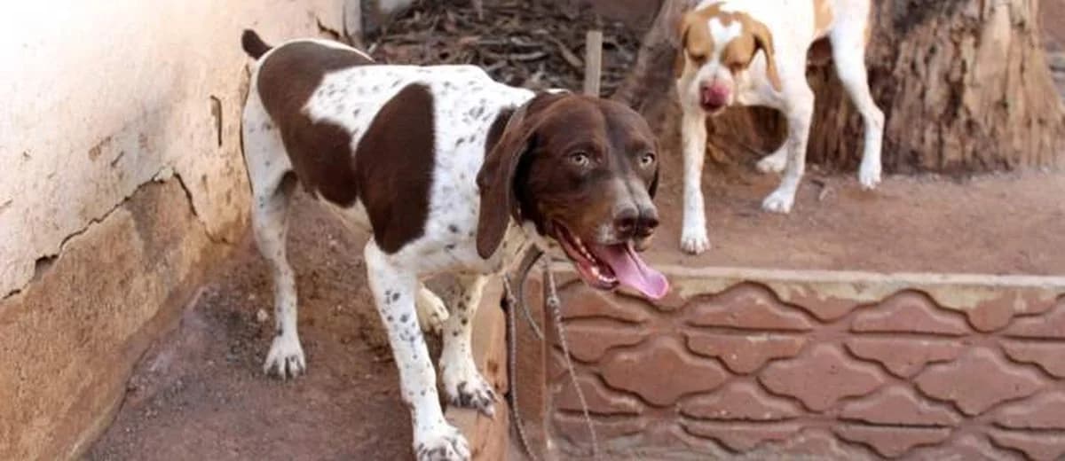 Foto van de Catalburun - Turkse Pointer