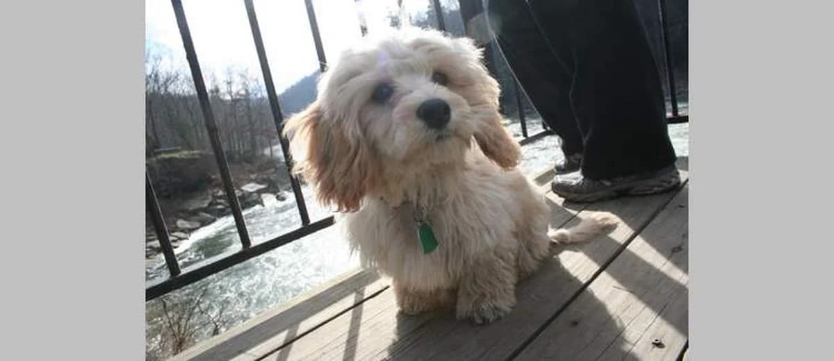 Foto van de Cavachon
