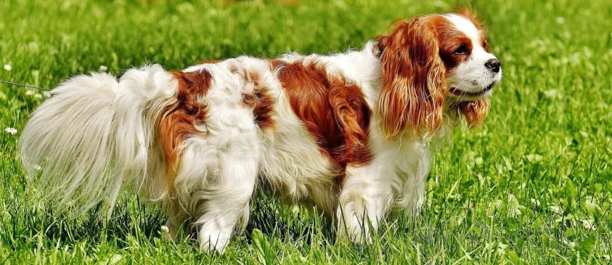 Foto van de Cavalier King Charles Spaniel
