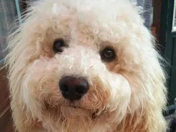 Toby