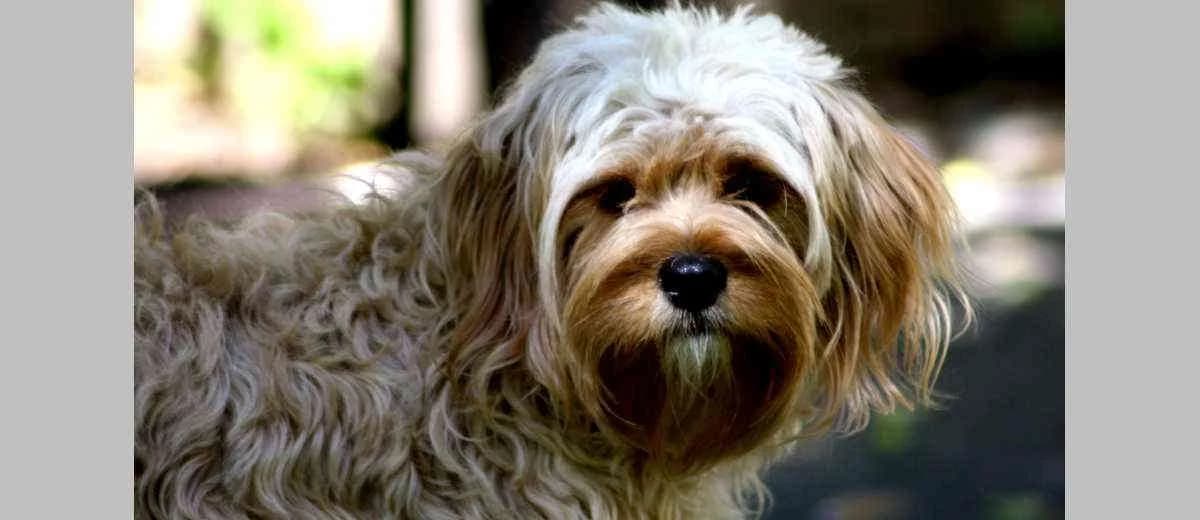 Foto van de Cavapoo