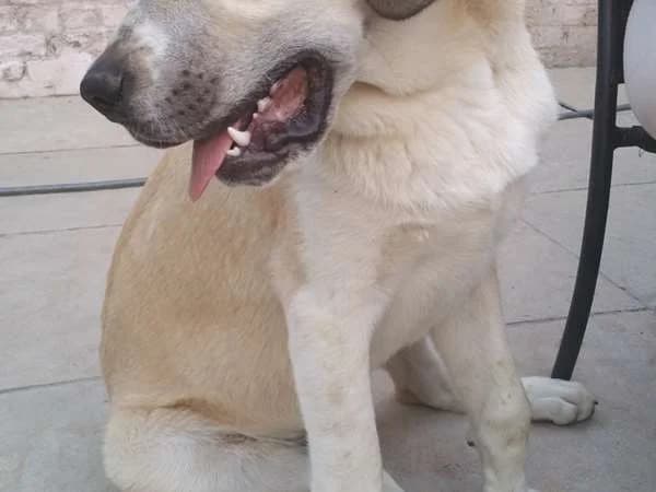 Odin