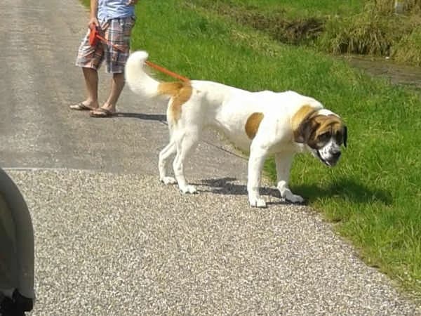 Anoushka