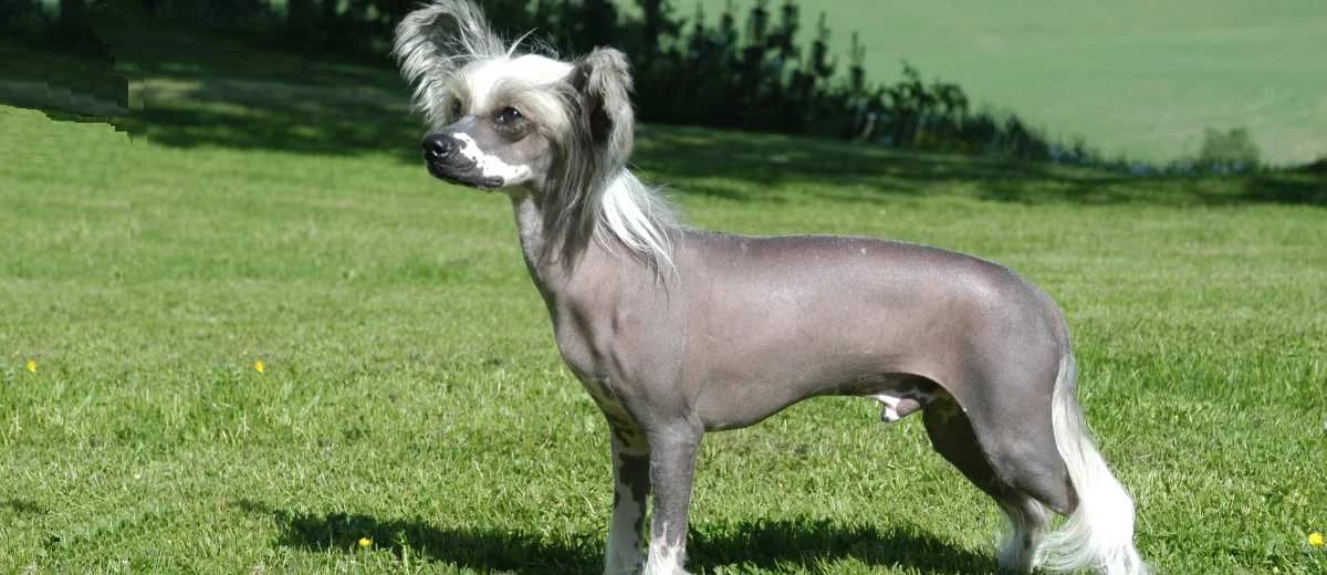 Foto van de Chinese Crested