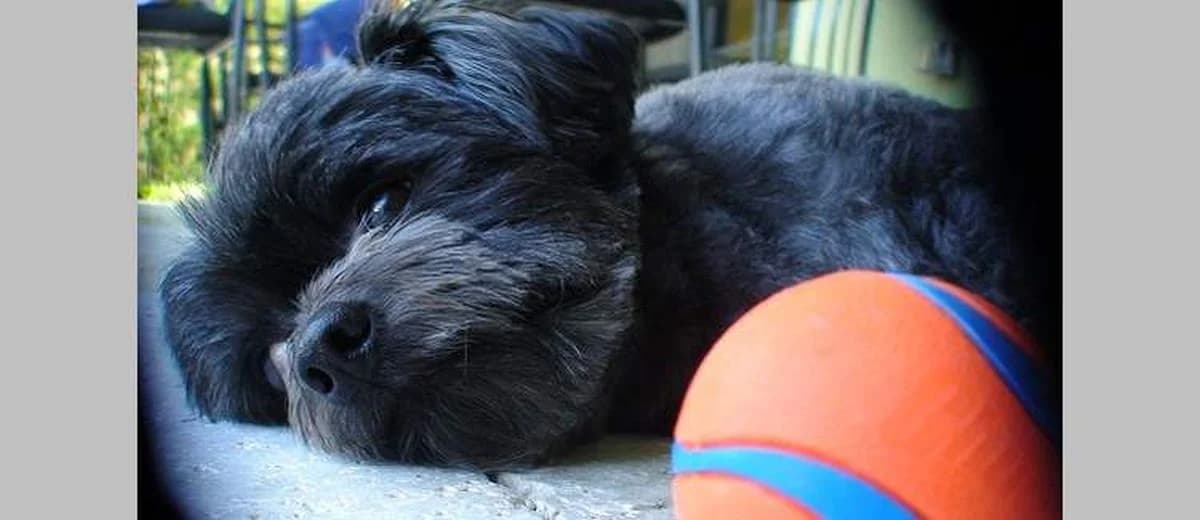 Foto van de Chipoo (Poochie)