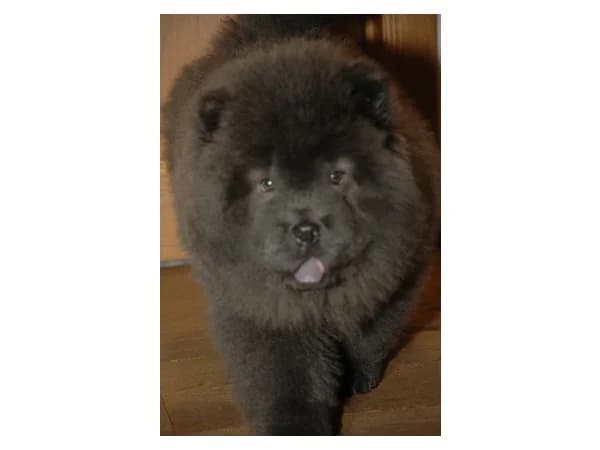 Zikko