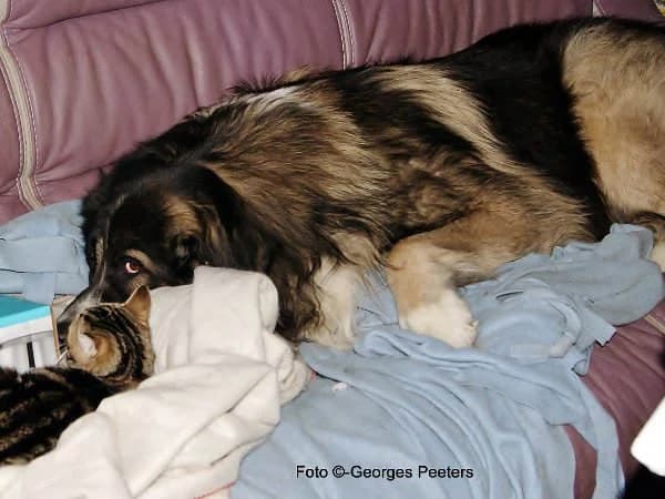 Athos EN FELIX