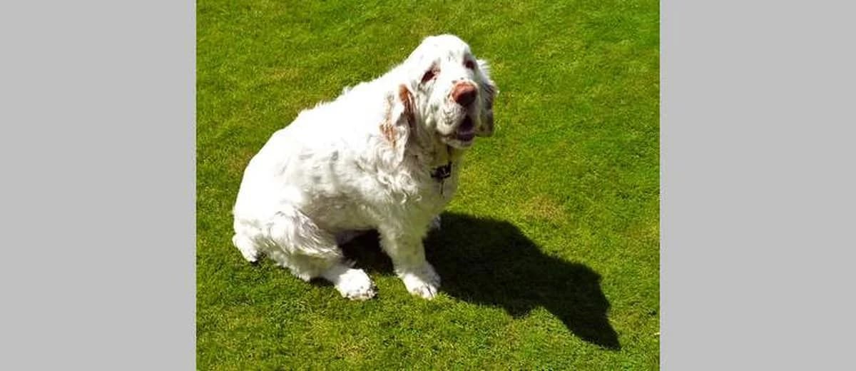 Foto van de Clumber Spaniel