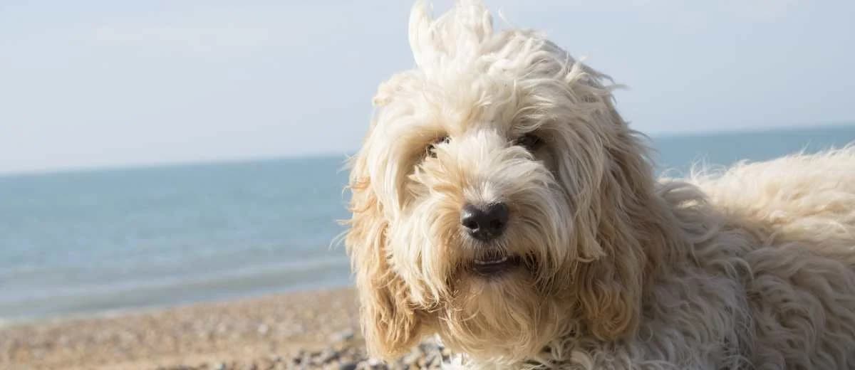 Foto van de Cockapoo