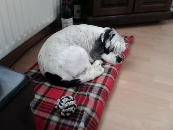 Stoffel
