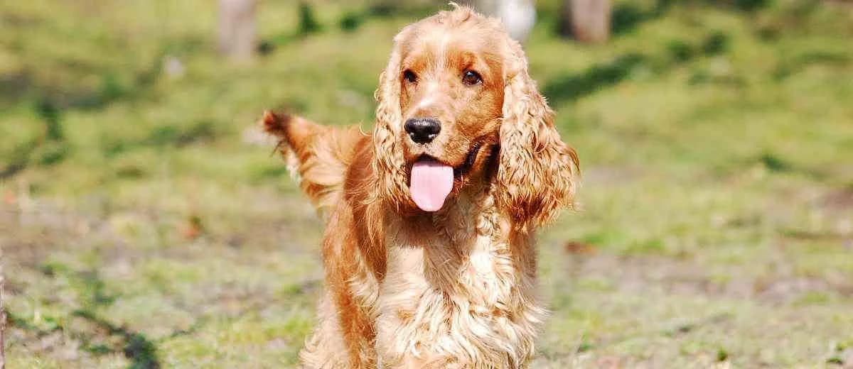 Foto van de Cocker Spaniel