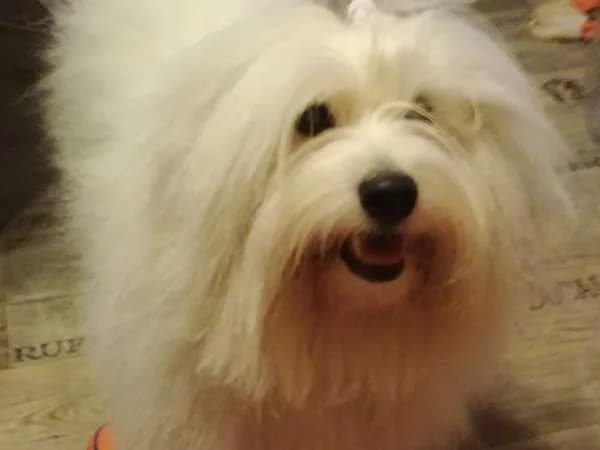 O hara of the swift coton