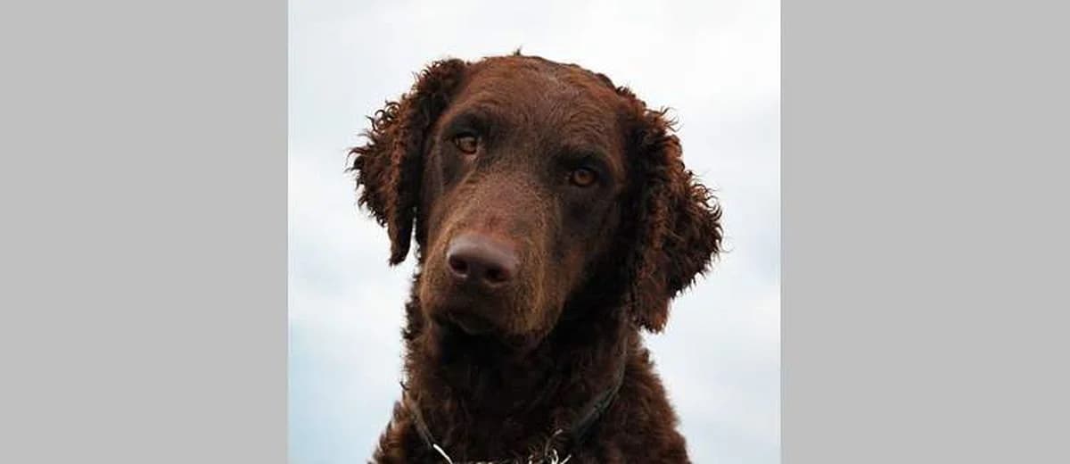 Foto van de Curly Coated Retriever