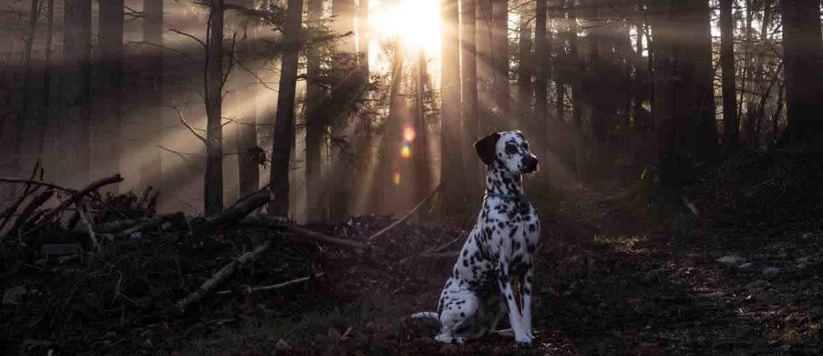 Foto van de Dalmatische Hond