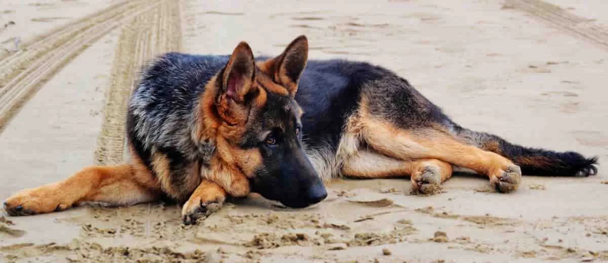 Foto van de Duitse herder