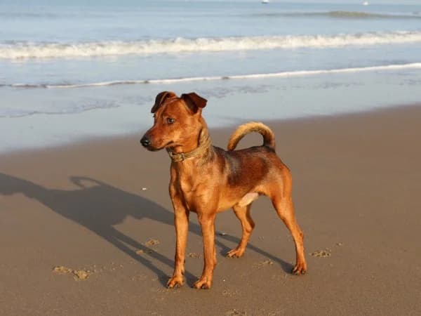Bram