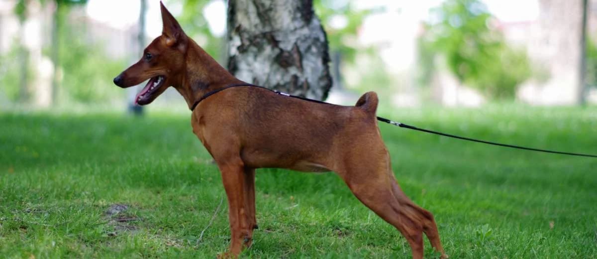 Foto van de Dwergpinscher