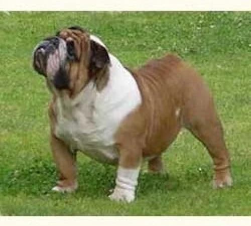 Bully