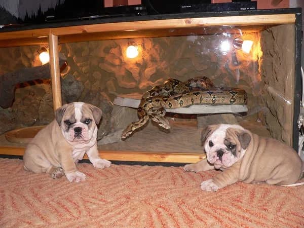 pups bij hoeve hoogland nu beschikbaar