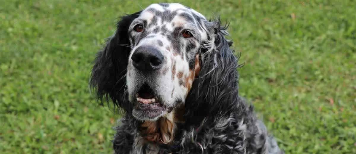 Foto van de Engelse Setter