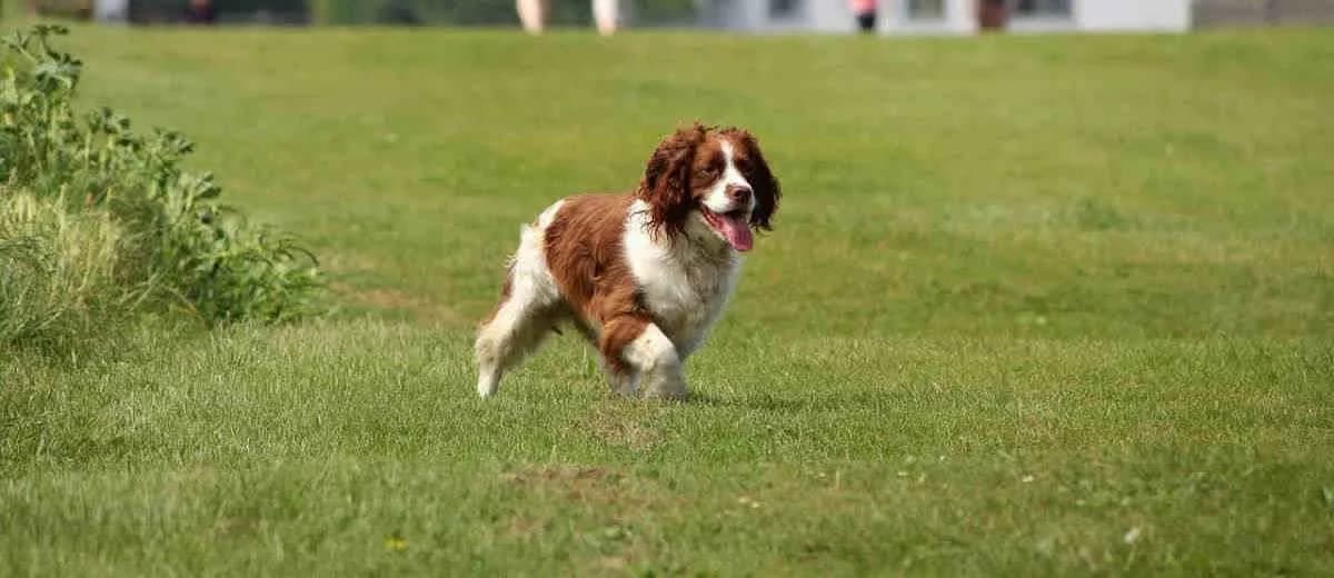 Foto van de Engelse Springer Spaniel