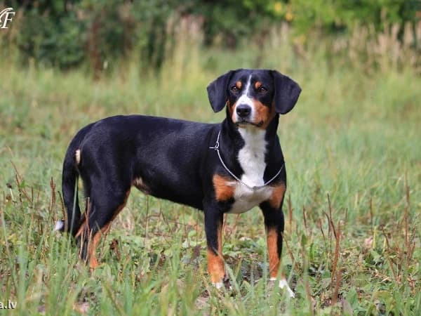 Entlebucher
