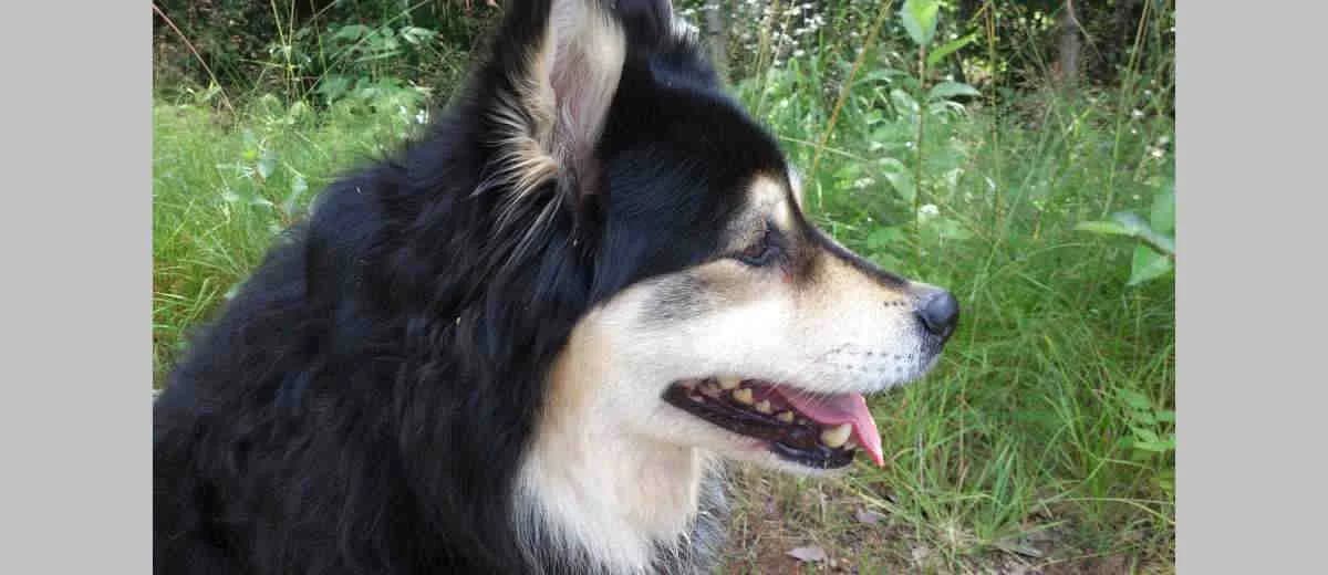 Foto van de Finse Lappenhond