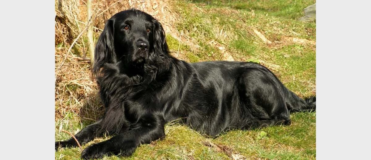 Foto van de Flat Coated Retriever