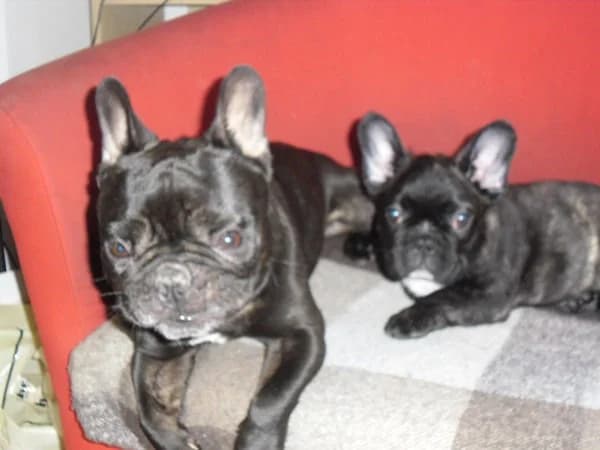 grumble & bifi.