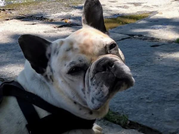 Vico