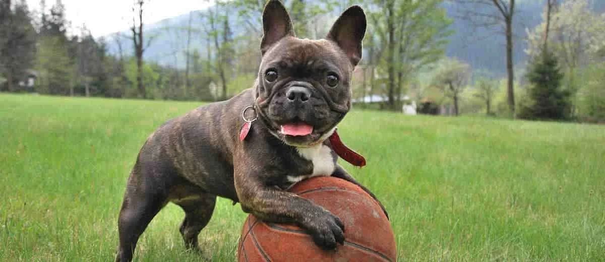 Foto van de Franse Bulldog
