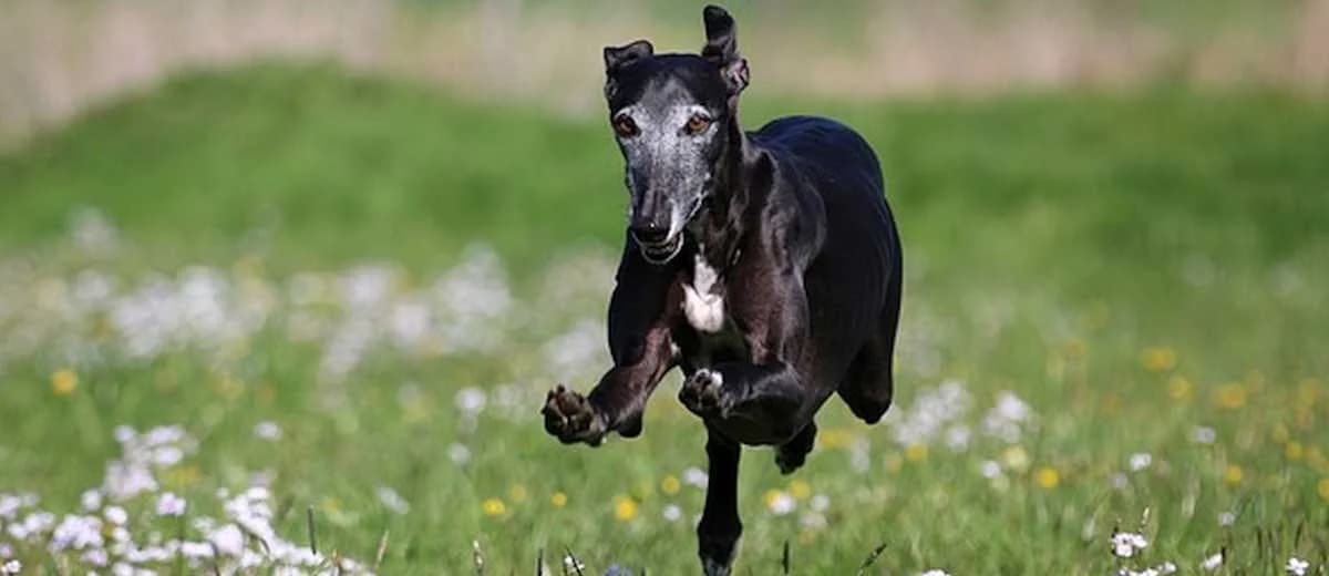 Foto van de Galgo