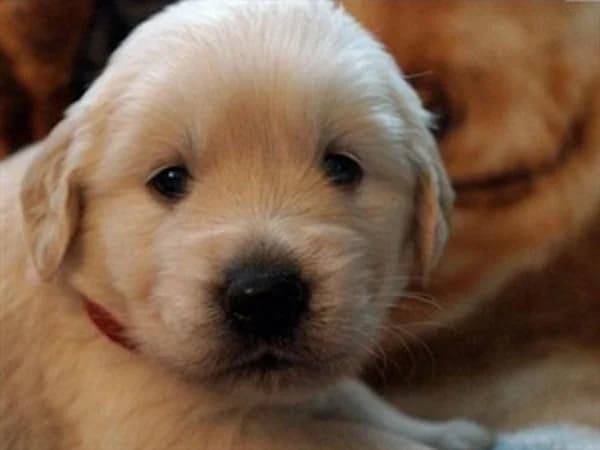 Sweety
