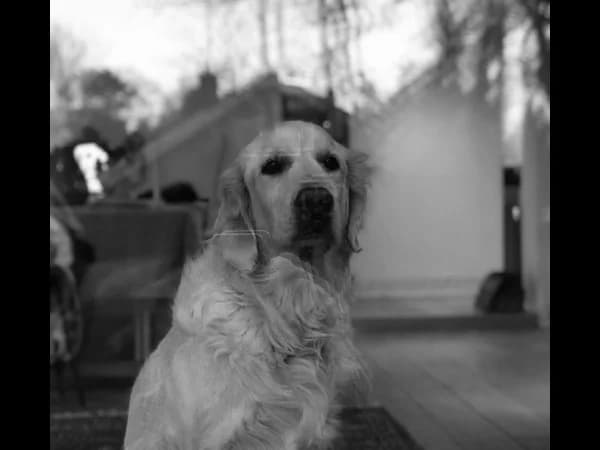 Skipper