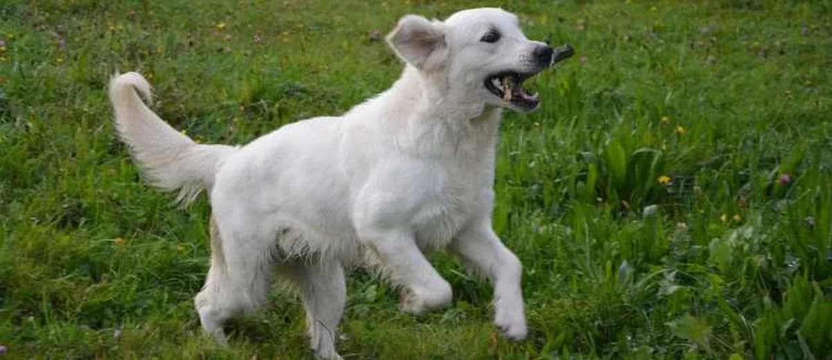 Foto van de Golden Retriever