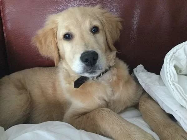 Bowie