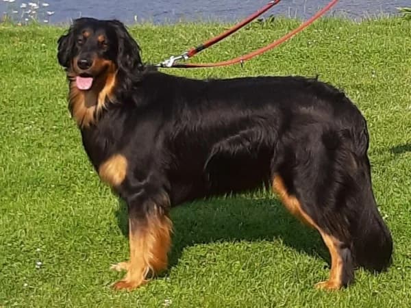 Sanoek