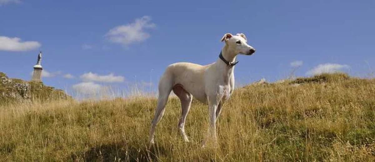 Foto van de Greyhound