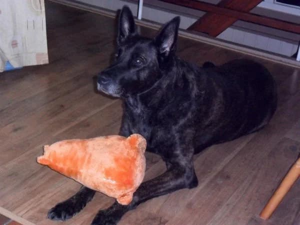dingo
