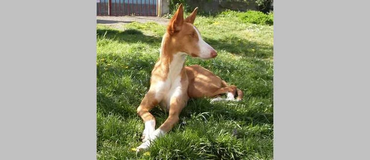 Foto van de Ibiza Hound