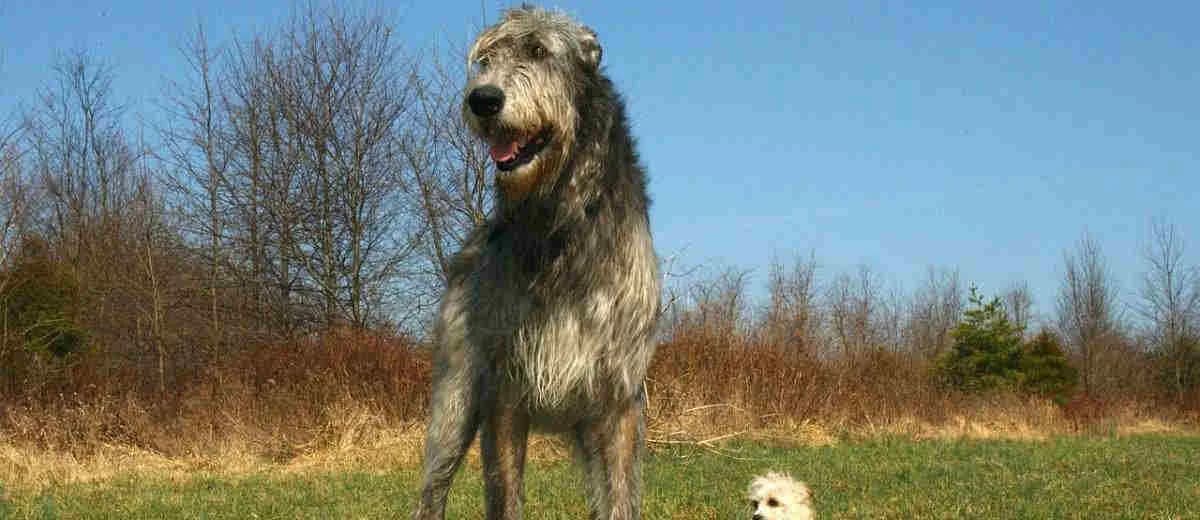 Foto van de Ierse Wolfshond