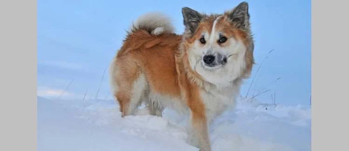 Foto van de IJslandse Hond