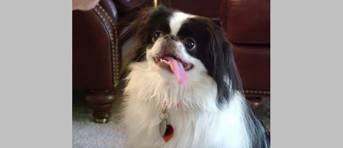 Foto van de Japanse Spaniel (Chin)
