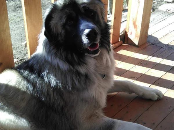 Steel